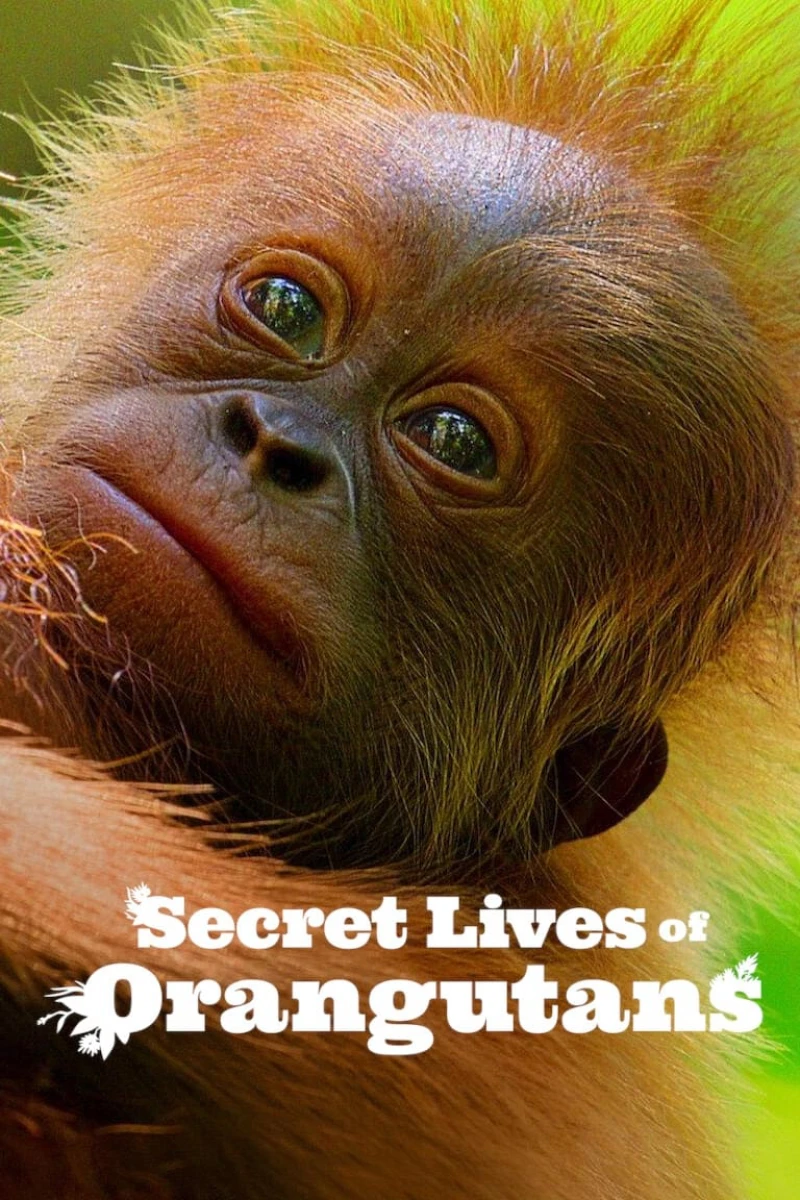 Cuộc sống bí mật của đười ươi Secret Lives of Orangutans